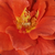 Oranje - Floribunda roos - Diamant®